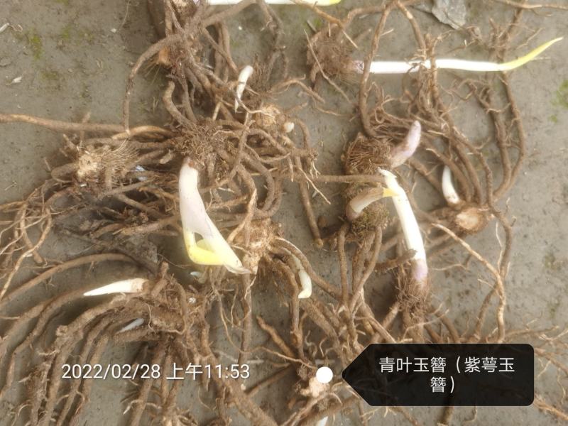 玉簪-青叶玉簪-紫萼玉簪