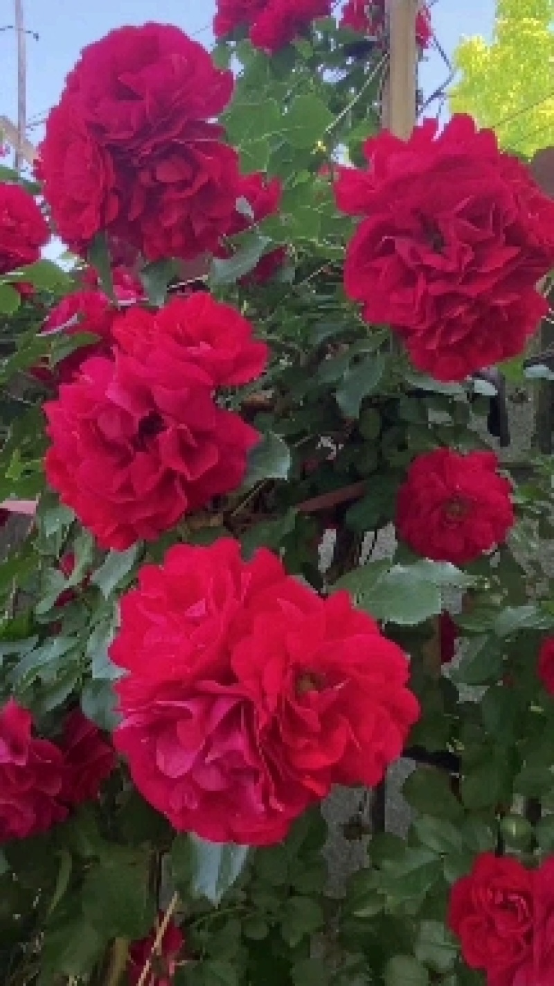 蔷薇花，耐寒蔷薇花，东北蔷薇花，基地直发，无病虫害