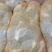 玉簪-青叶玉簪-紫萼玉簪