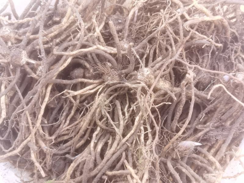 玉簪-青叶玉簪-紫萼玉簪
