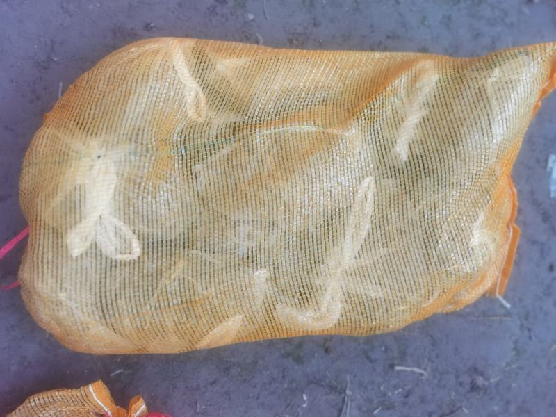 玉簪-青叶玉簪-紫萼玉簪