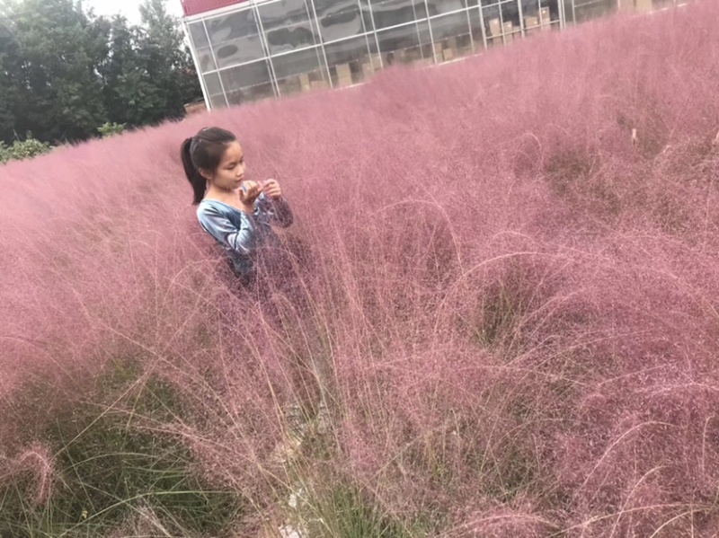 粉黛乱子草花海用苗基地发货可提供技术指导