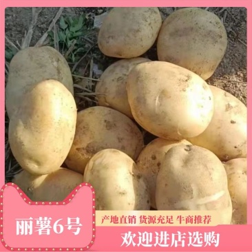 云南丽薯六号新土豆大量上市产地直发，现挖现发，量大从优