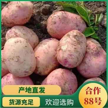 云南合作88号高原红皮黄心土豆薯片加工厂专用土豆