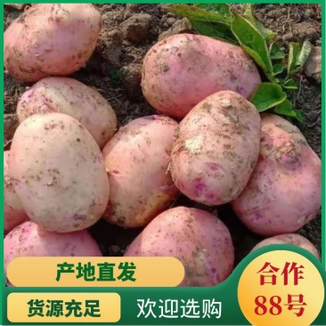 云南合作88号高原红皮黄心新鲜土豆薯片加工厂专用土豆