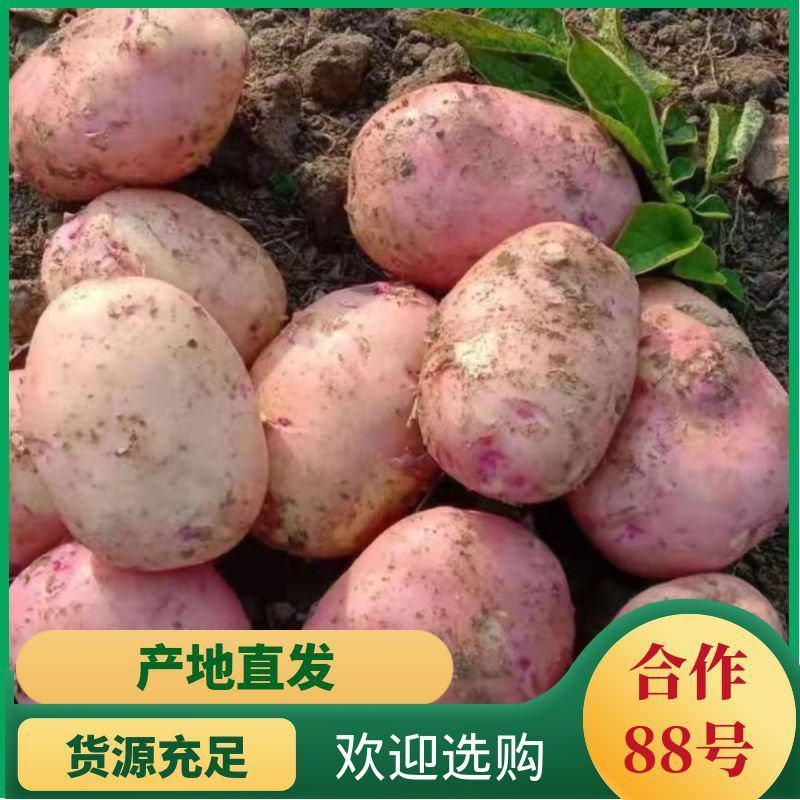 云南合作88号高原红皮黄心土豆薯片加工厂专用土豆