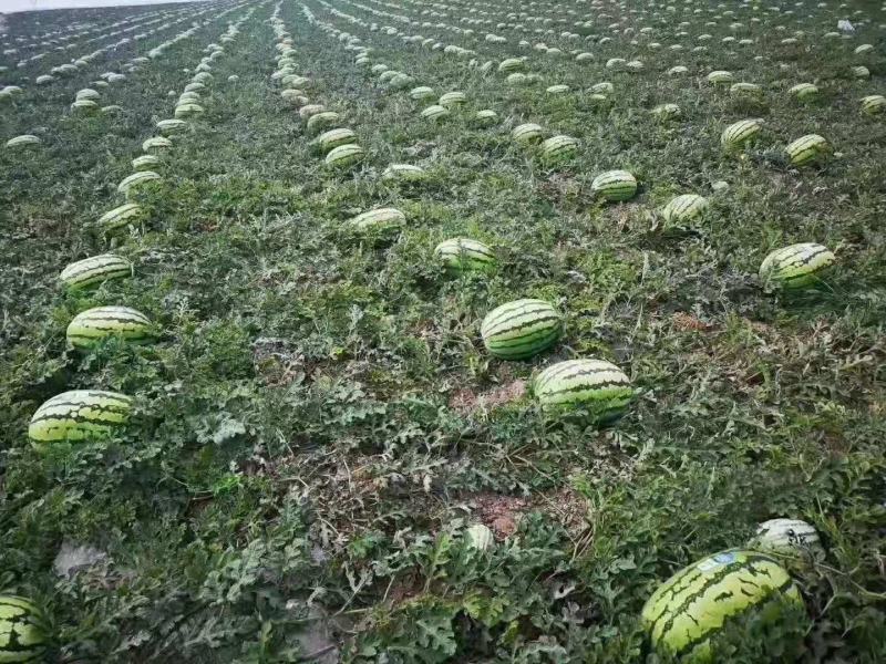 西瓜规格齐全随时有货订多包送