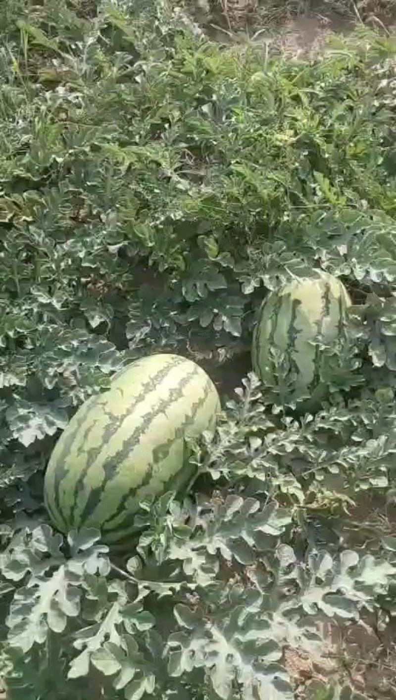 西瓜规格齐全随时有货订多包送