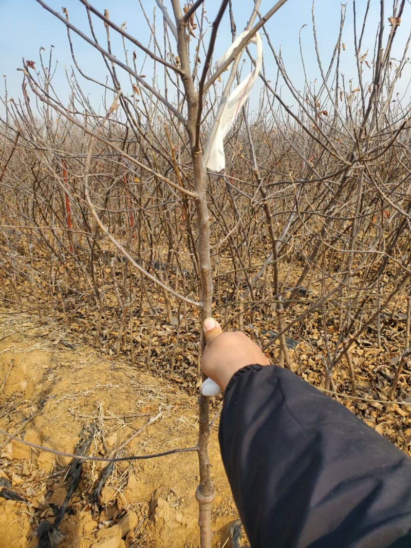 爱妃苹果苗矮化自根砧乔化苗