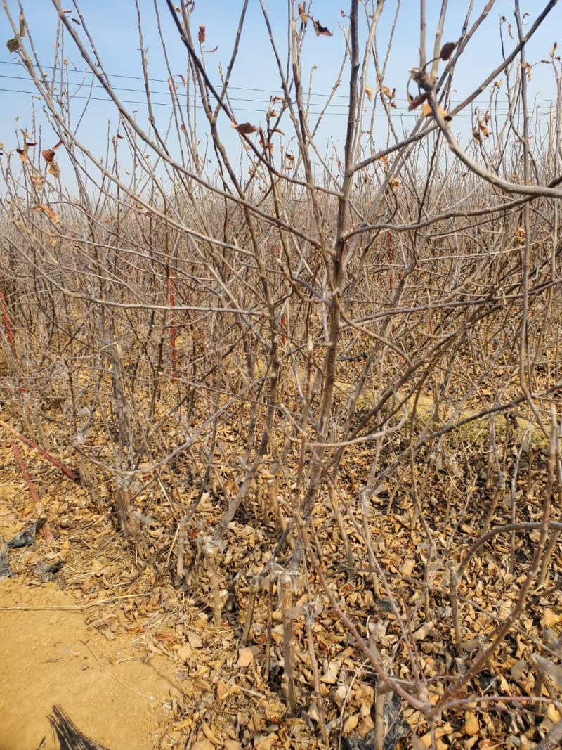 爱妃苹果苗矮化自根砧乔化苗