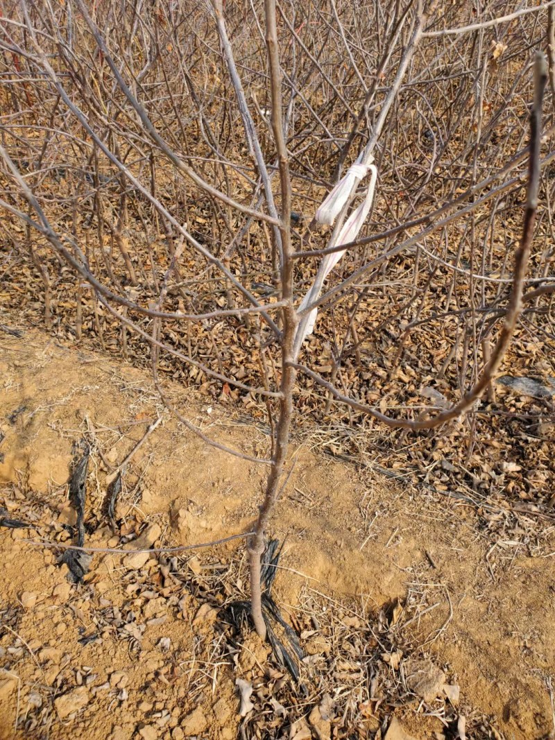 爱妃苹果苗矮化自根砧乔化苗