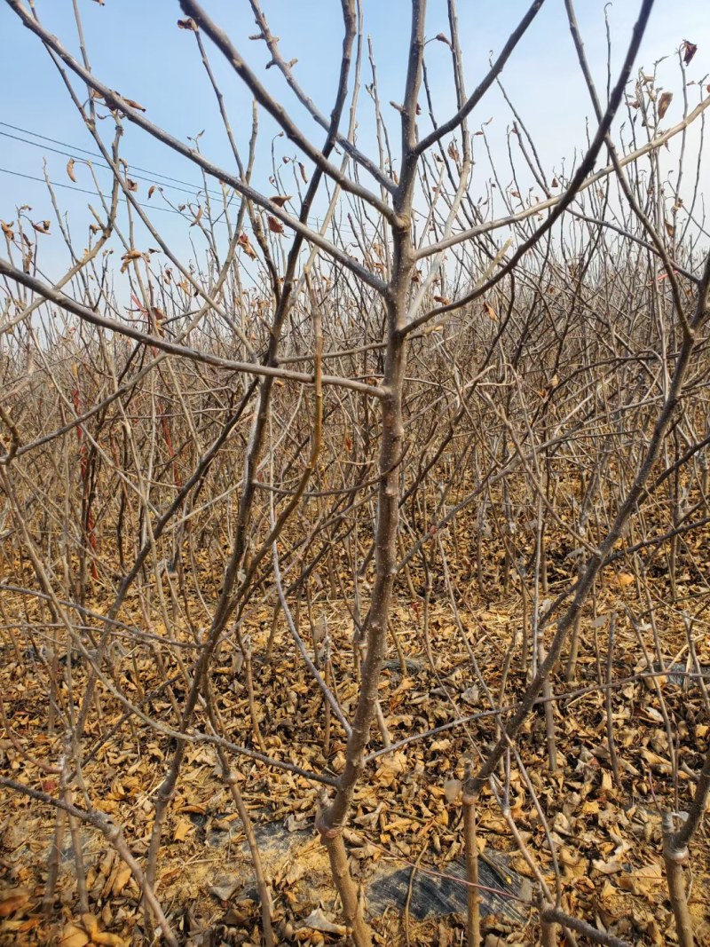 爱妃苹果苗矮化自根砧乔化苗