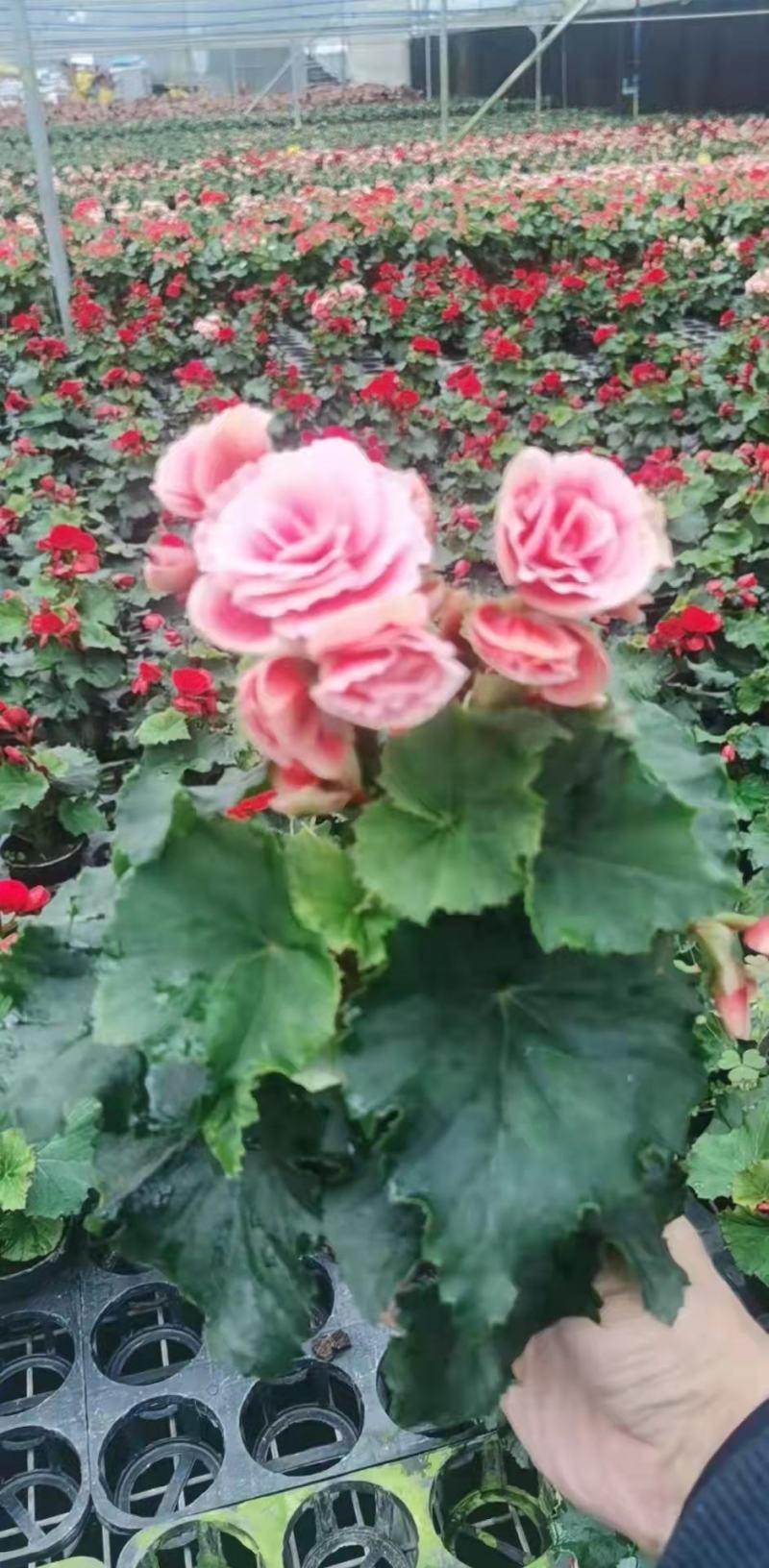 玫瑰海棠