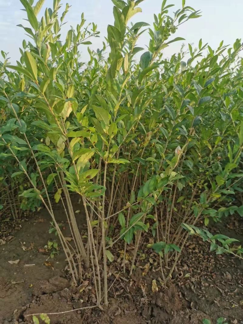 水蜡40-50-60-80-100质优价优河北保绿曦苗圃