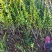 水蜡40-50-60-80-100质优价优河北保绿曦苗圃
