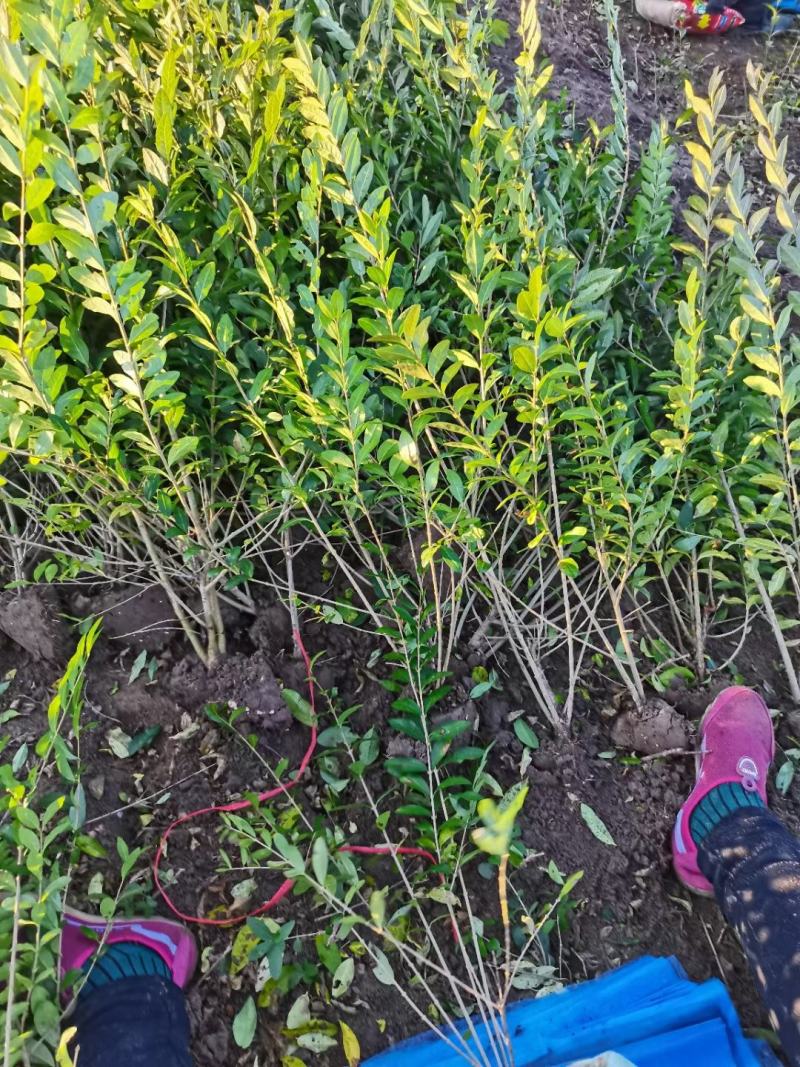水蜡40-50-60-80-100质优价优河北保绿曦苗圃