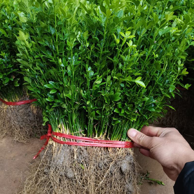 枳壳小苗批发，篱笆墙树苗，枳壳芽苗积壳砧木苗