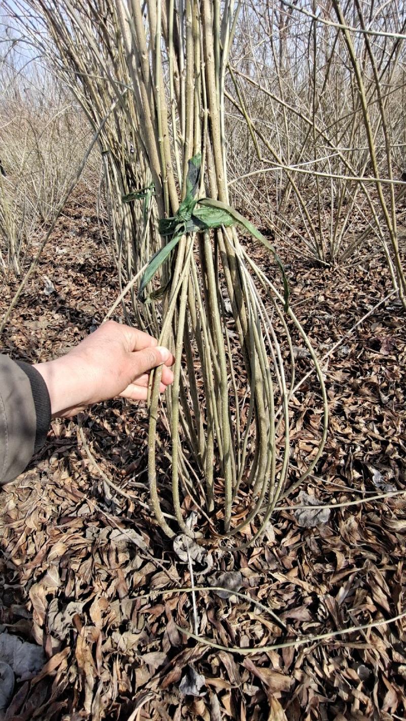 连翘苗庭院迎春花树苗金钟花小苗爬藤攀援绿化植物风景连翘