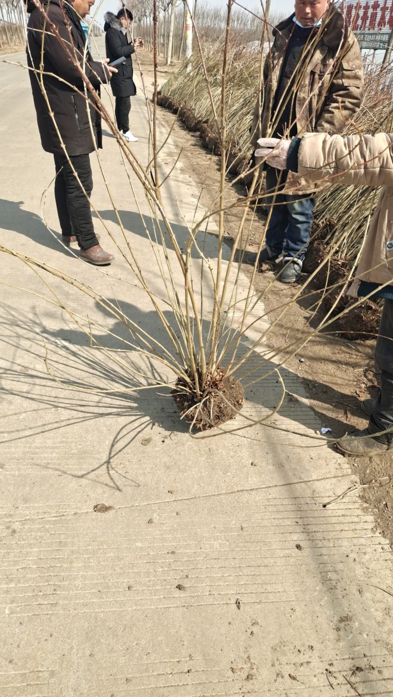 连翘苗庭院迎春花树苗金钟花小苗爬藤攀援绿化植物风景连翘
