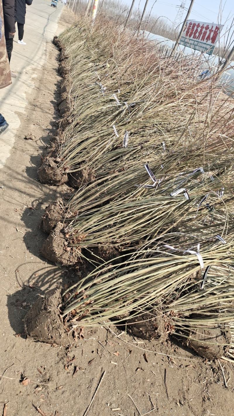连翘苗庭院迎春花树苗金钟花小苗爬藤攀援绿化植物风景连翘
