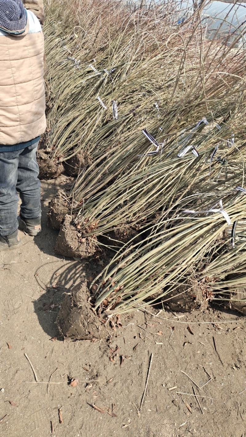 连翘苗庭院迎春花树苗金钟花小苗爬藤攀援绿化植物风景连翘