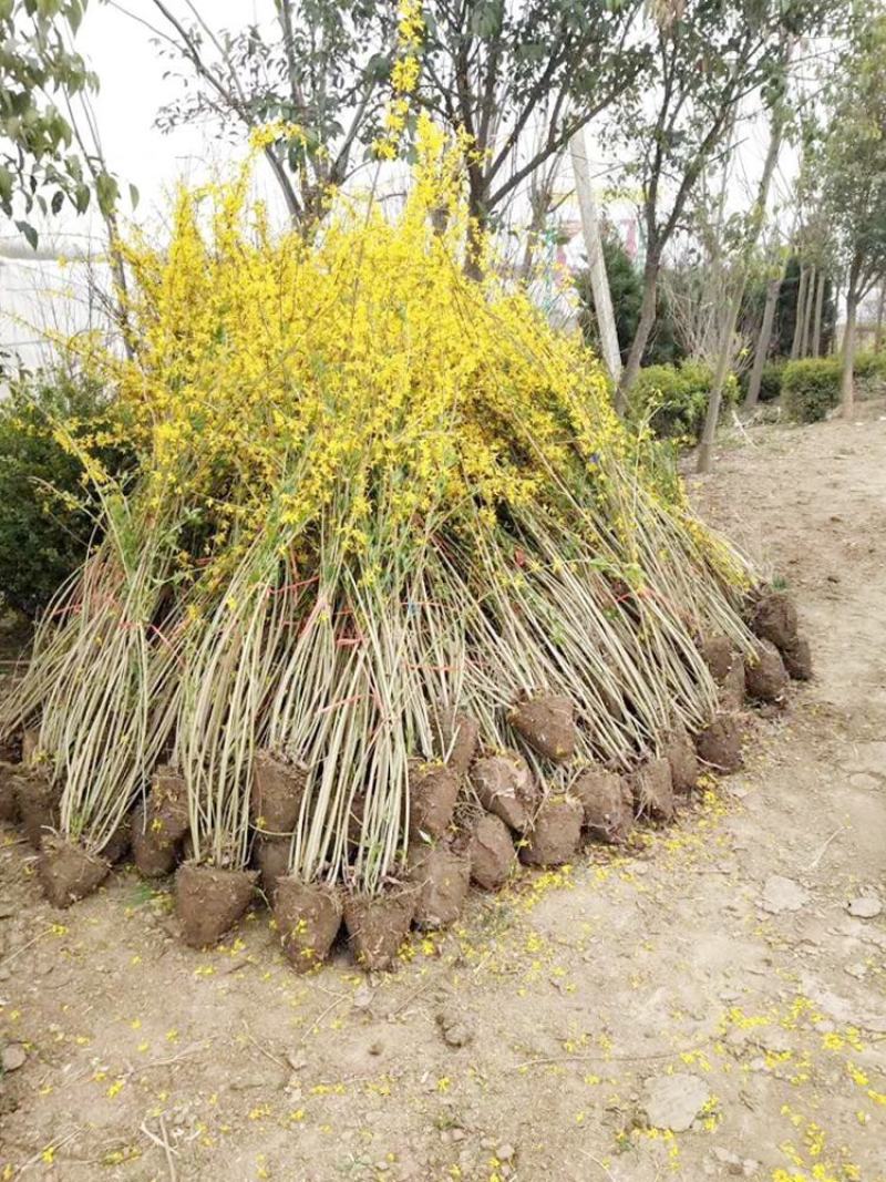 连翘苗庭院迎春花树苗金钟花小苗爬藤攀援绿化植物风景连翘