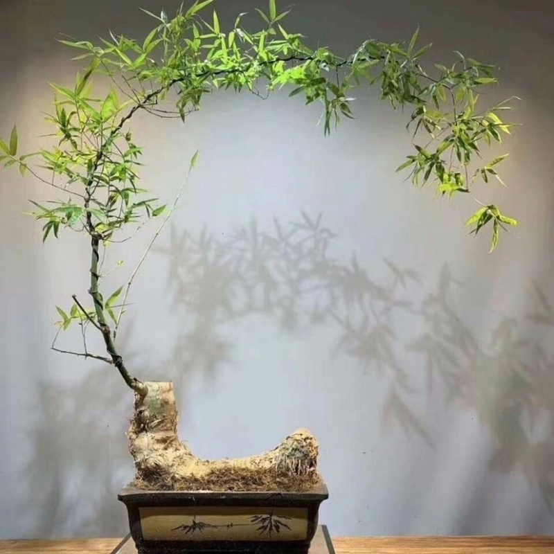 小叶簕竹老根青皮簕竹室内庭院观赏名贵竹子盆栽
