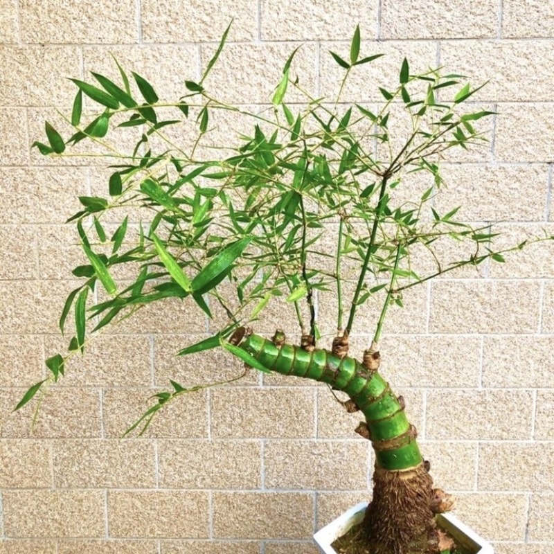 小叶簕竹老根青皮簕竹室内庭院观赏名贵竹子盆栽