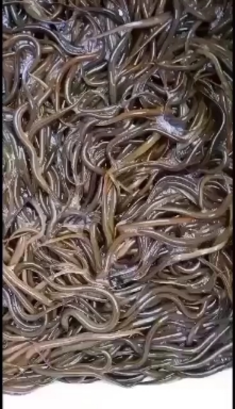 金鳟鱼苗，虹鳟鱼苗，各种规格苗子，量大可以免费送货。