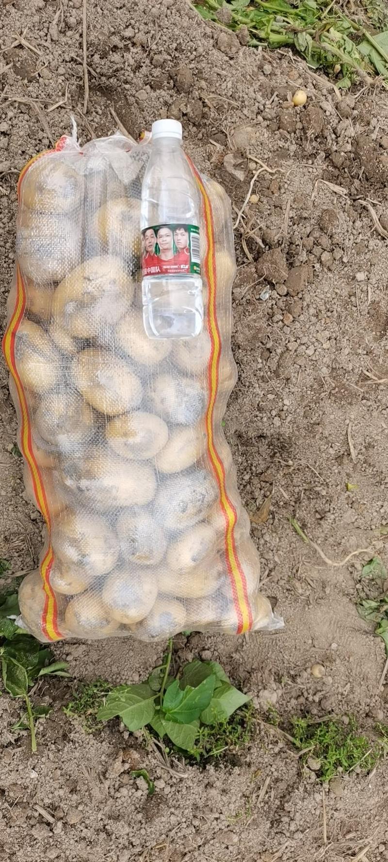 黄心土豆常年供应荷兰十五土豆一手货源