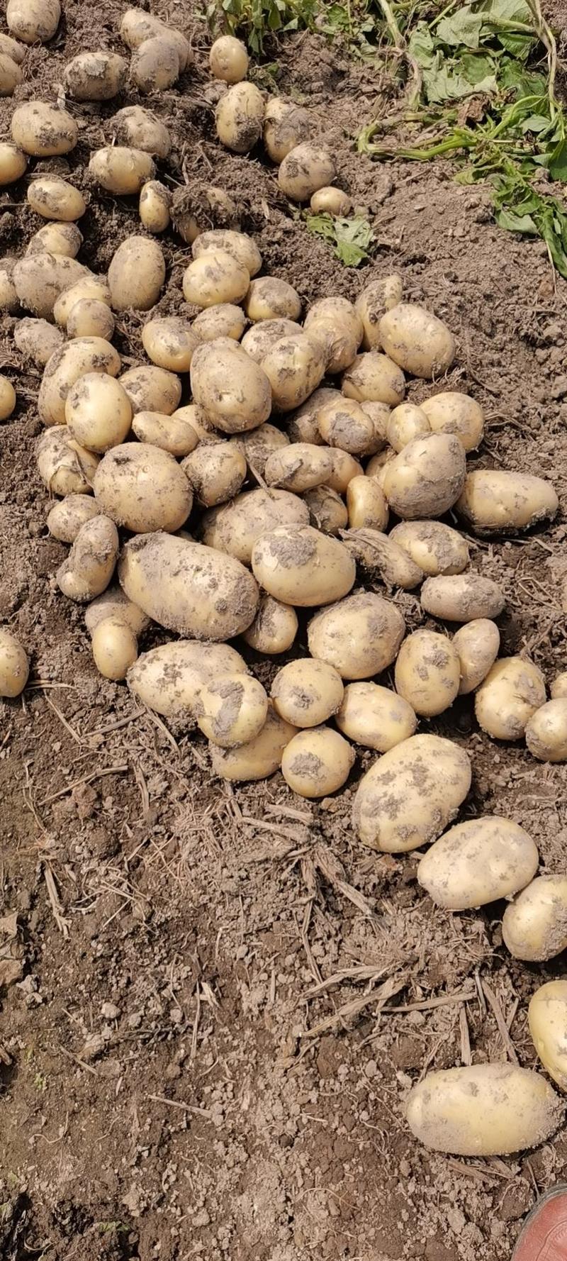 黄心土豆常年供应荷兰十五土豆一手货源