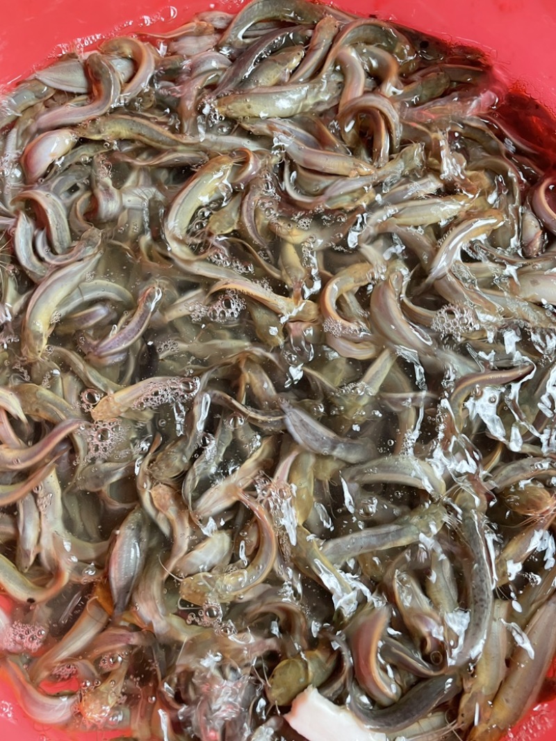 塘角鱼苗，技术孵化优质快大良种苗，适应能力强周期短