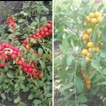 【包邮】当年结果，花盆可栽植，补钙之星！