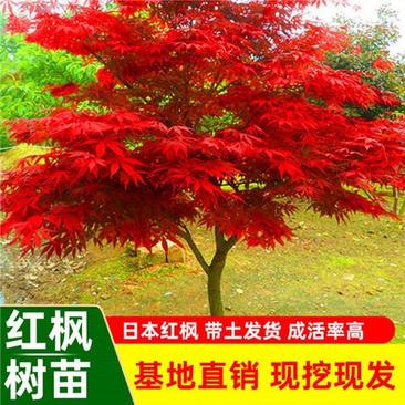 红枫树苗日本红枫红舞姬苗中国红枫南北方种植庭院别墅四季红