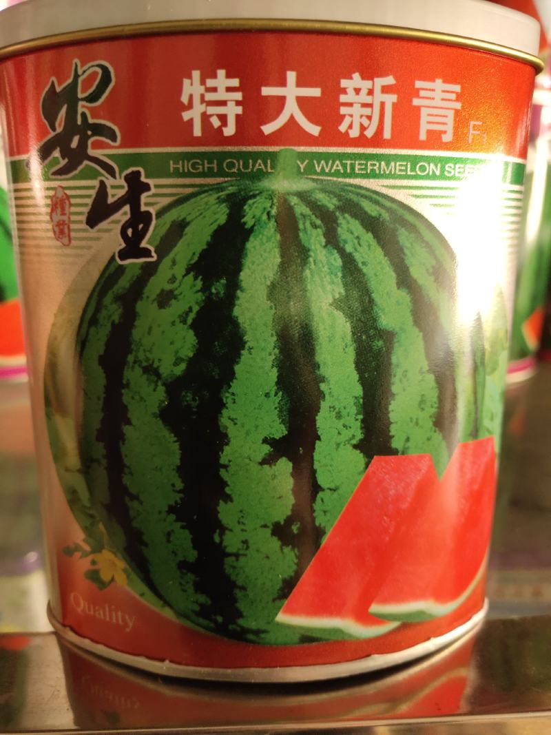 安生特大新青西瓜种子，可达10公斤左右，