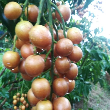 黄皮果苗