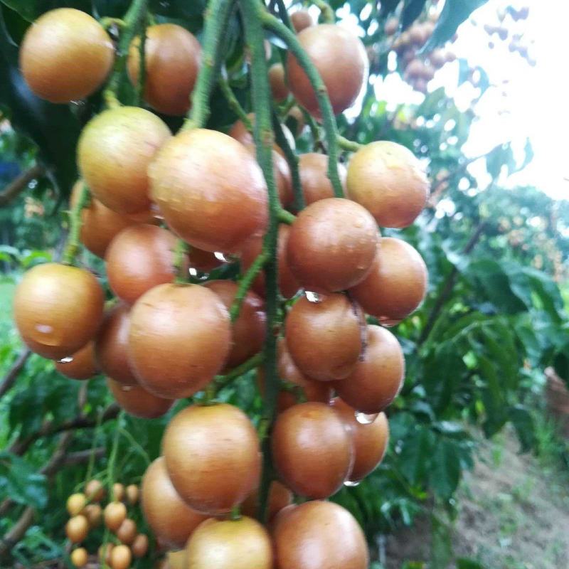 黄皮果苗