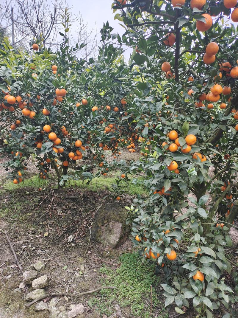 四川雅安石棉黄果柑
