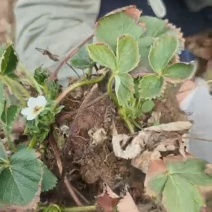 白草莓系列品种齐全货量充足价格可谈