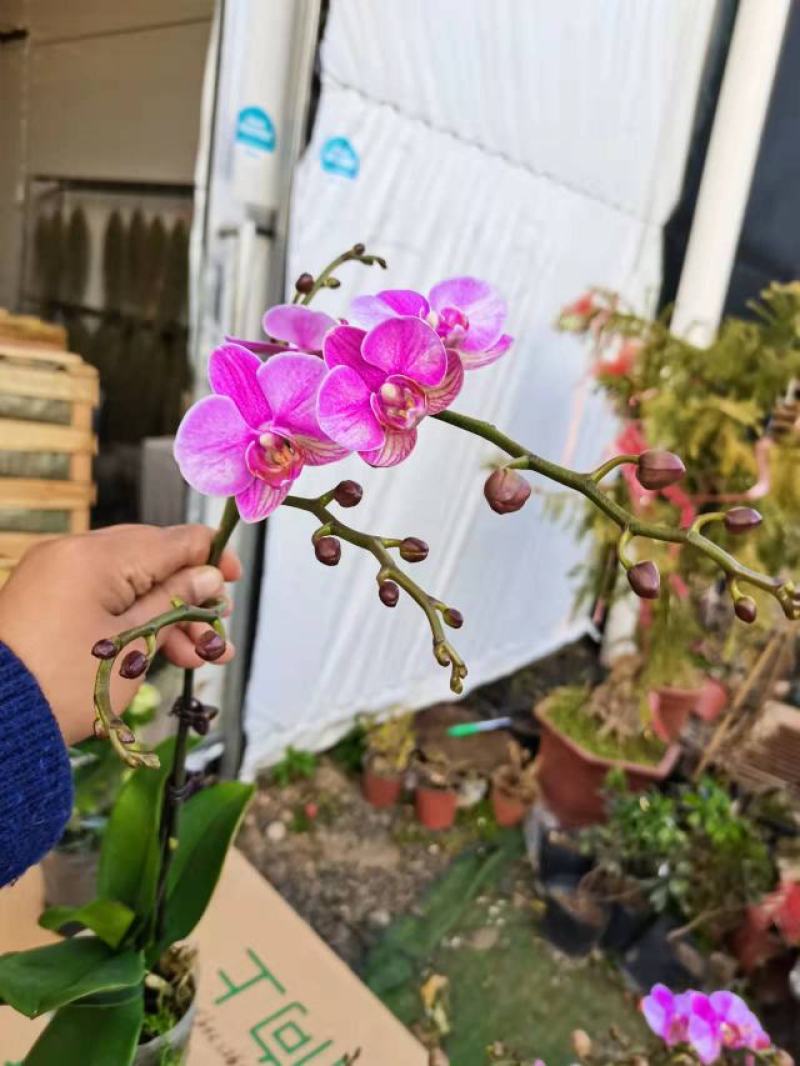 油画单梗2.8寸蝴蝶兰盆花基地直发，