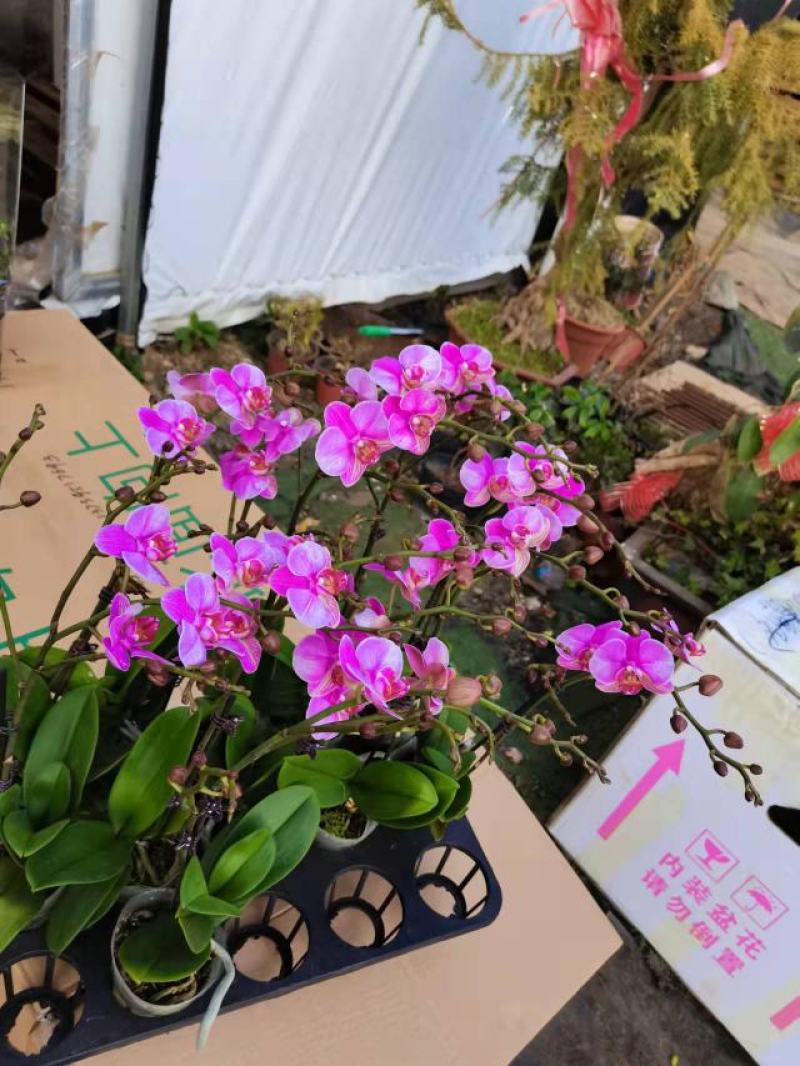 油画单梗2.8寸蝴蝶兰盆花基地直发，