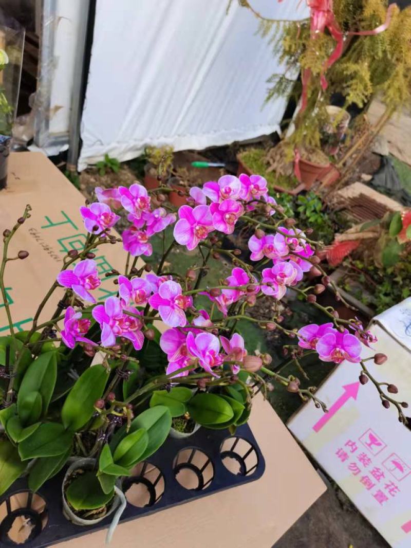 油画单梗2.8寸蝴蝶兰盆花基地直发，