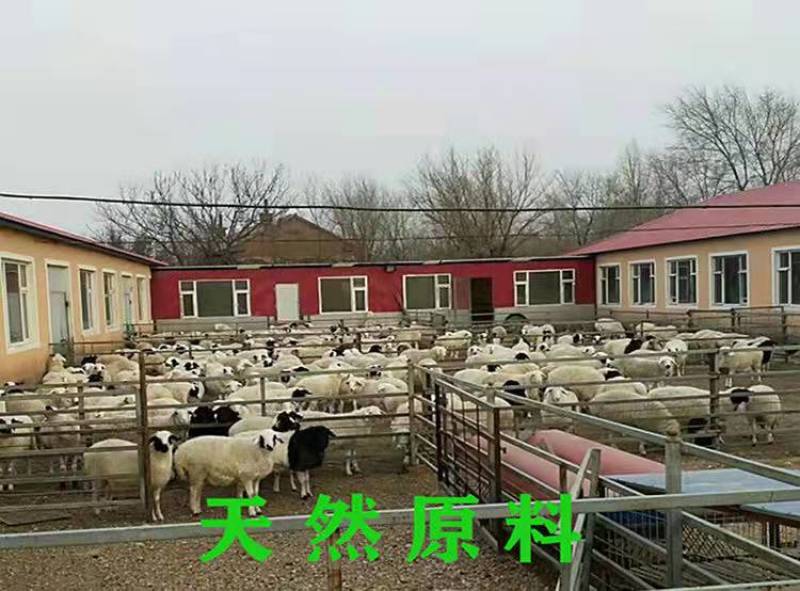 发酵羊粪发酵腐熟改良土壤结构促进作物根系生长