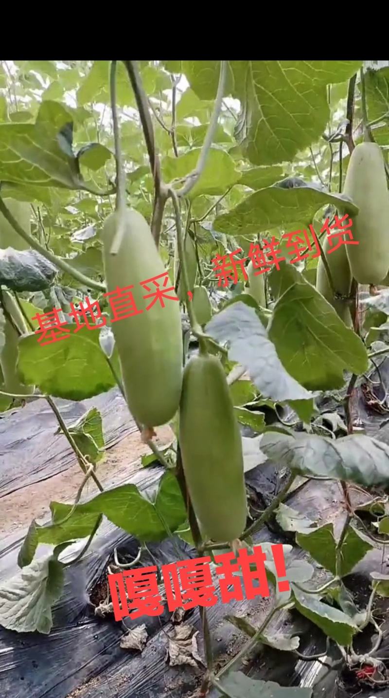 大量供应多种甜瓜甜瓜