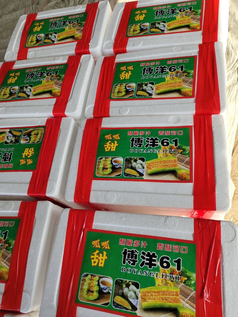 大量供应多种甜瓜甜瓜
