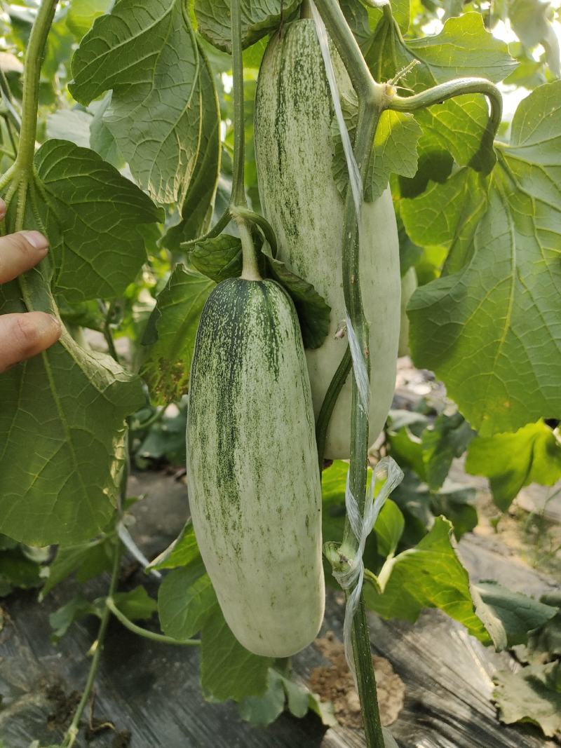 大量供应多种甜瓜甜瓜