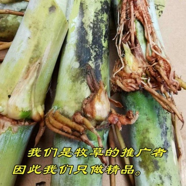 无绒毛甜象草种节甜象草皇竹草种节巨菌草多年生耐寒牧草包邮
