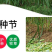 无绒毛甜象草种节甜象草皇竹草种节巨菌草多年生耐寒牧草包邮