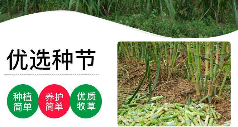 无绒毛甜象草种节甜象草皇竹草种节巨菌草多年生耐寒牧草包邮