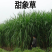 无绒毛甜象草种节甜象草皇竹草种节巨菌草多年生耐寒牧草包邮